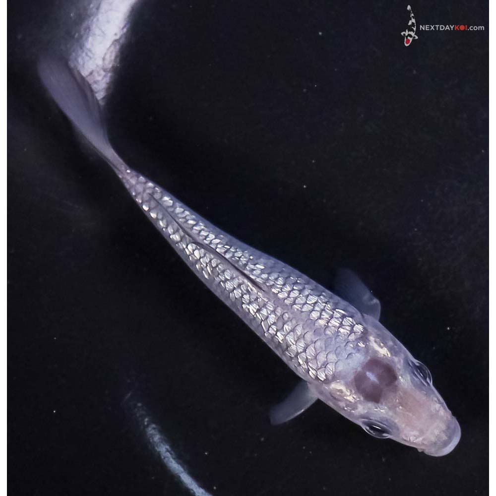 4” Imported Gin Rin Soragoi