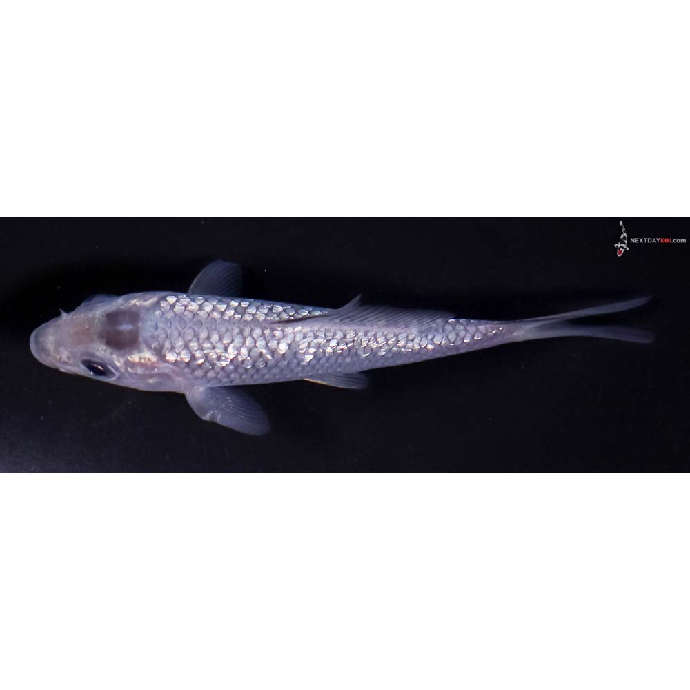 4” Imported Gin Rin Soragoi