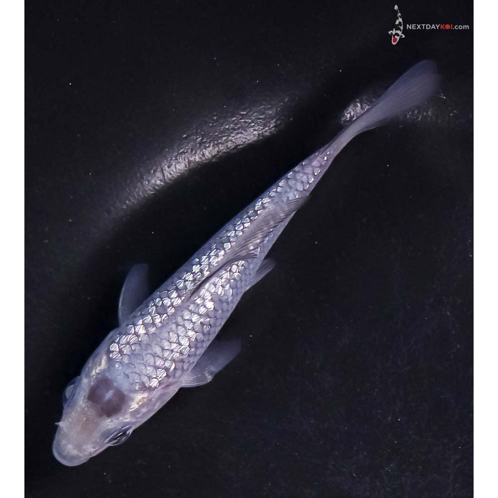 4” Imported Gin Rin Soragoi