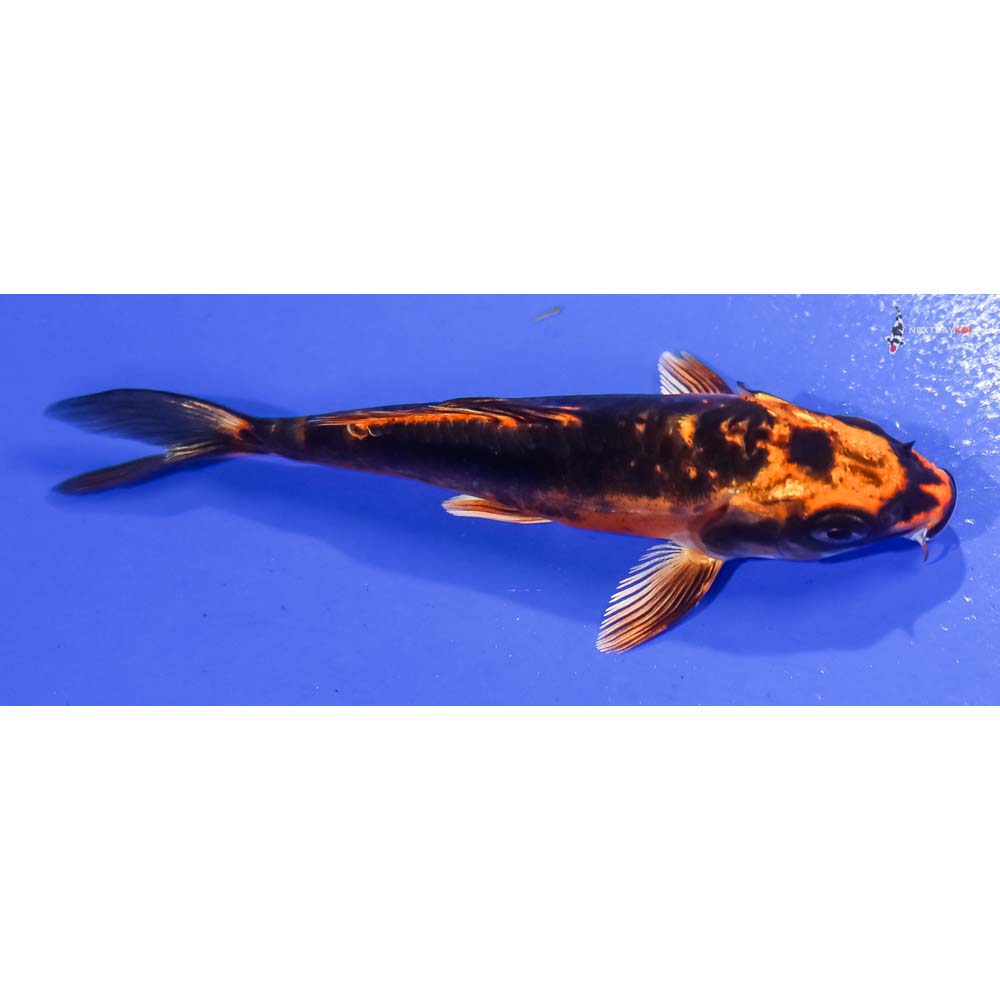 4.5” Imported Kin Kikokuryu