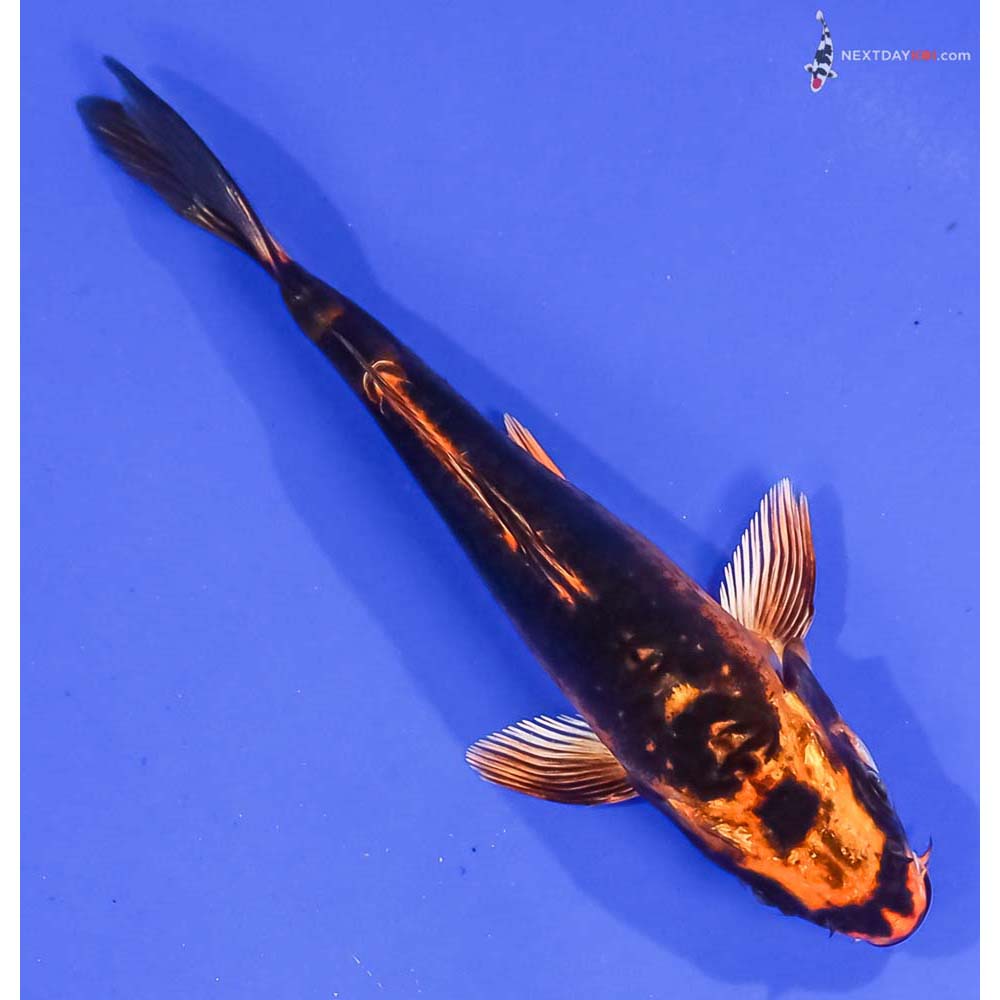 4.5” Imported Kin Kikokuryu
