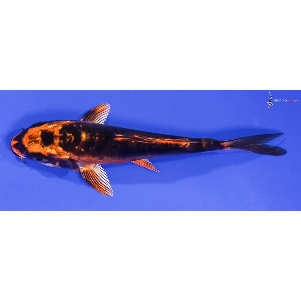 4.5” Imported Kin Kikokuryu