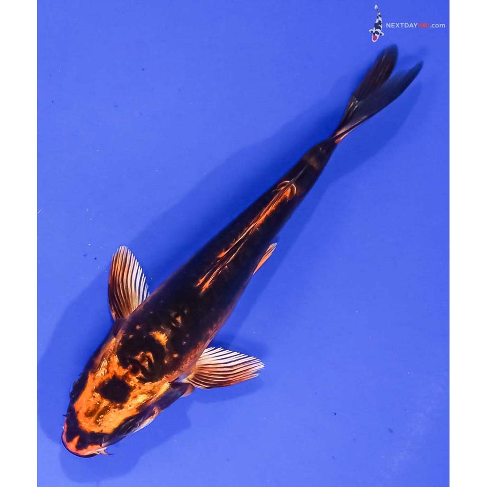 4.5” Imported Kin Kikokuryu