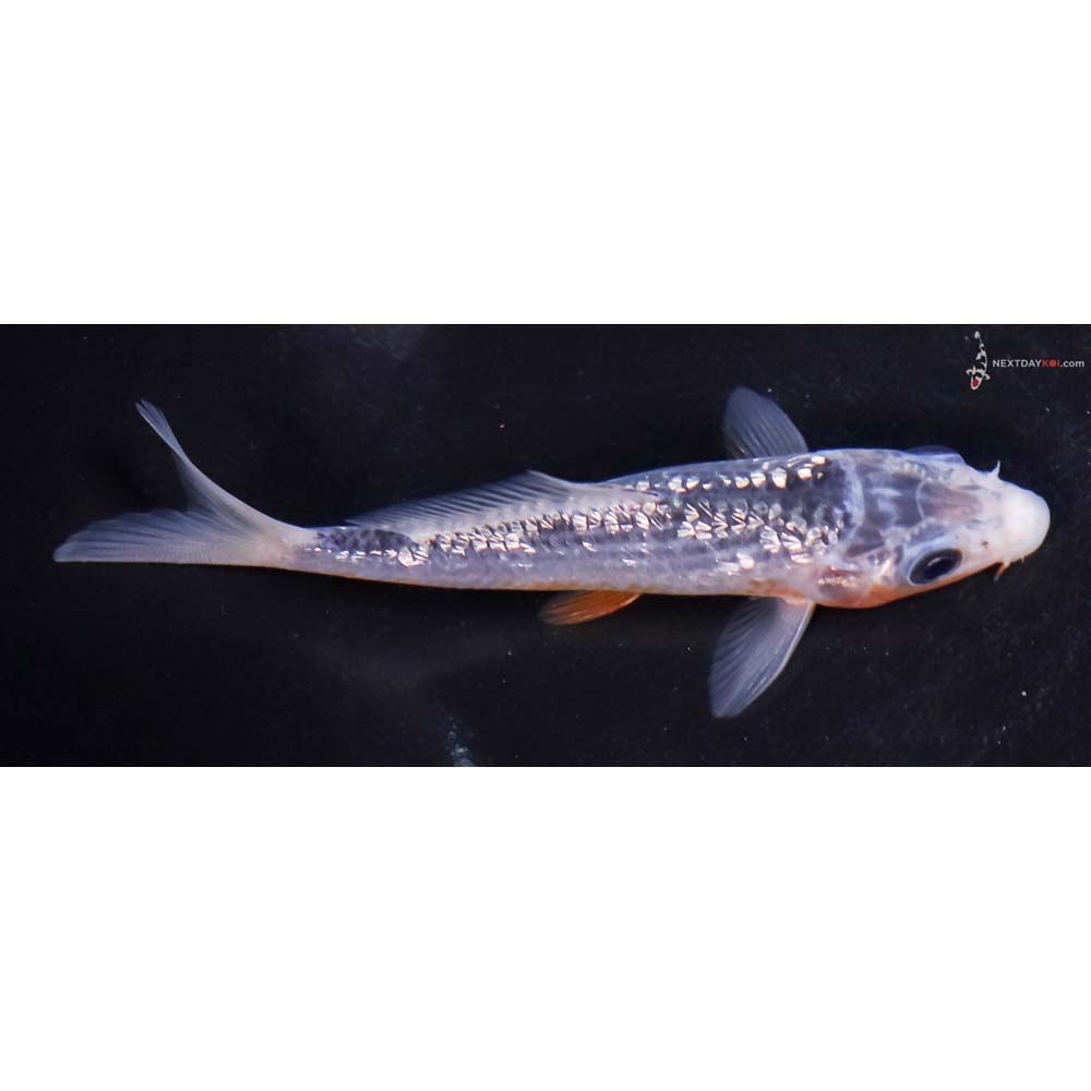 4.5” Imported Gin Rin Asagi