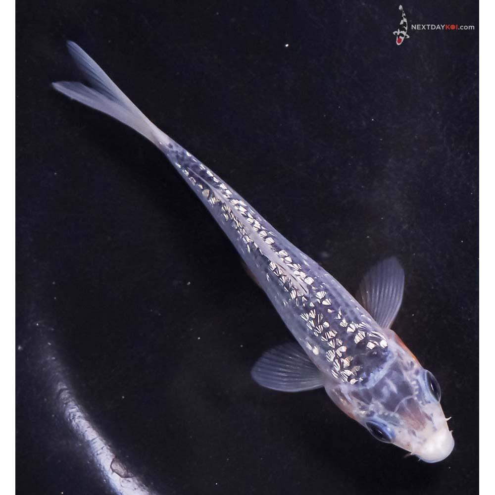 4.5” Imported Gin Rin Asagi