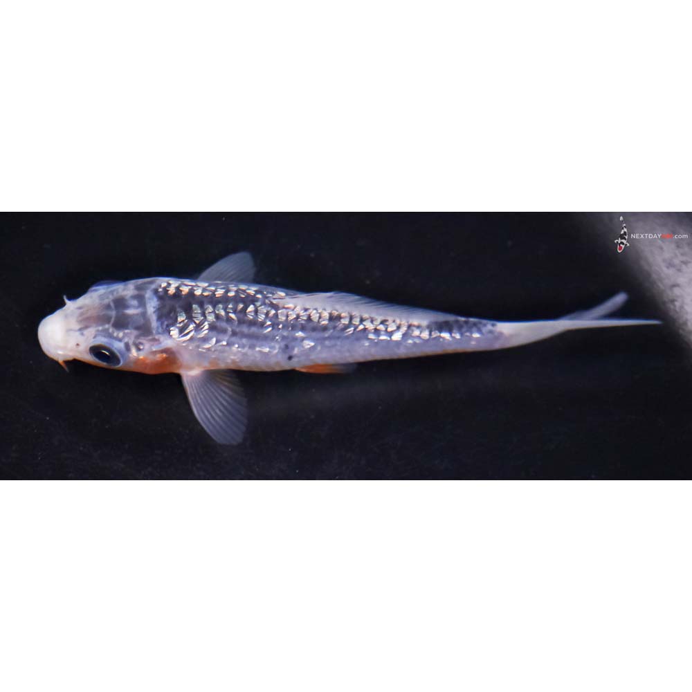 4.5” Imported Gin Rin Asagi