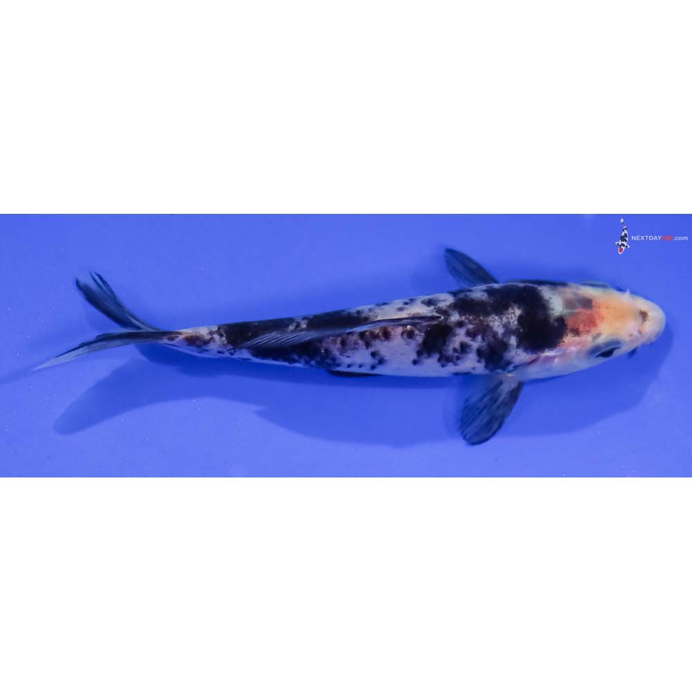 5” Imported Shiro Bekko