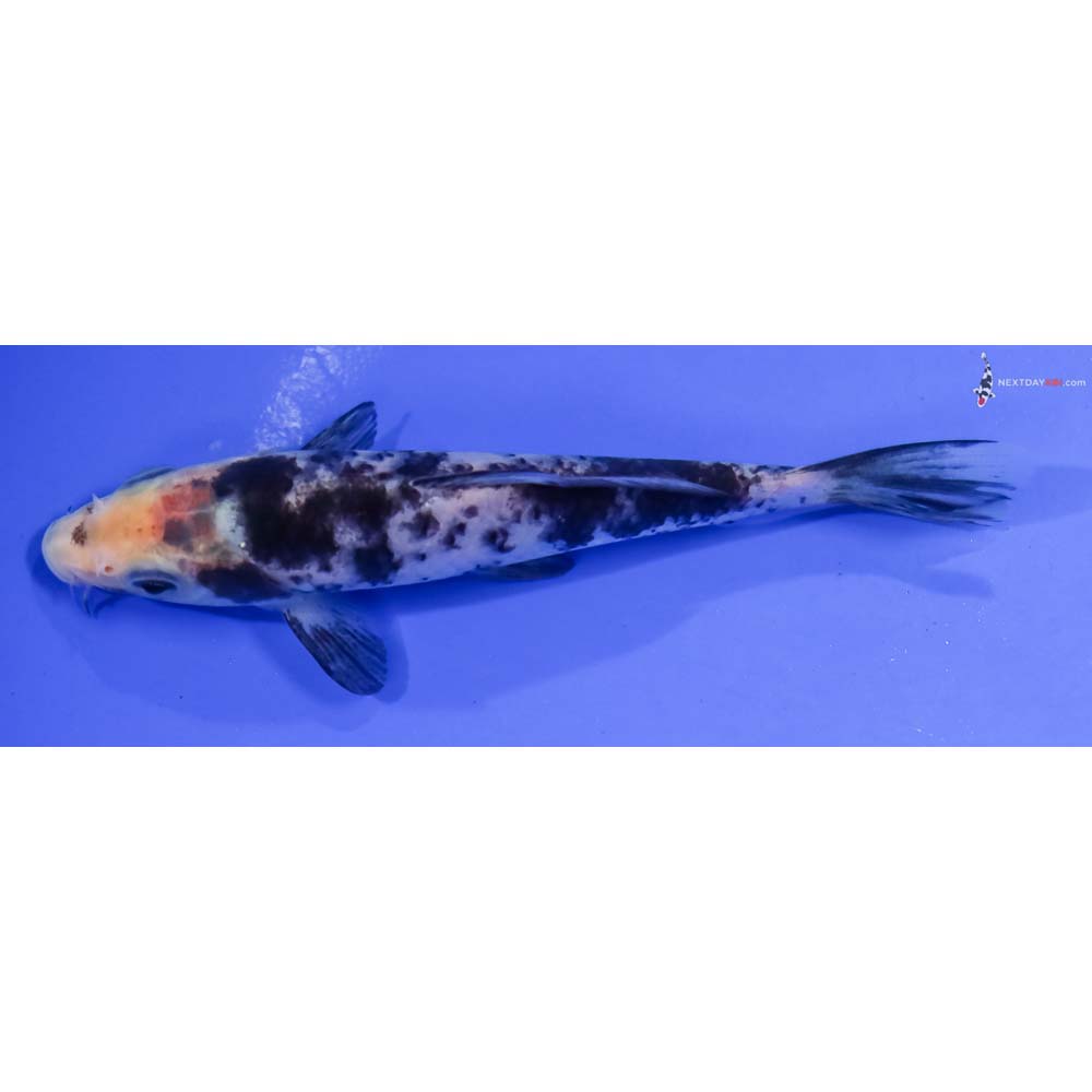 5” Imported Shiro Bekko