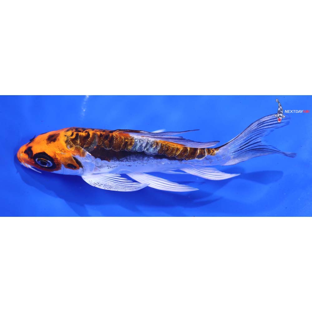 5” Imported Kin Kikokuryu Butterfly Koi