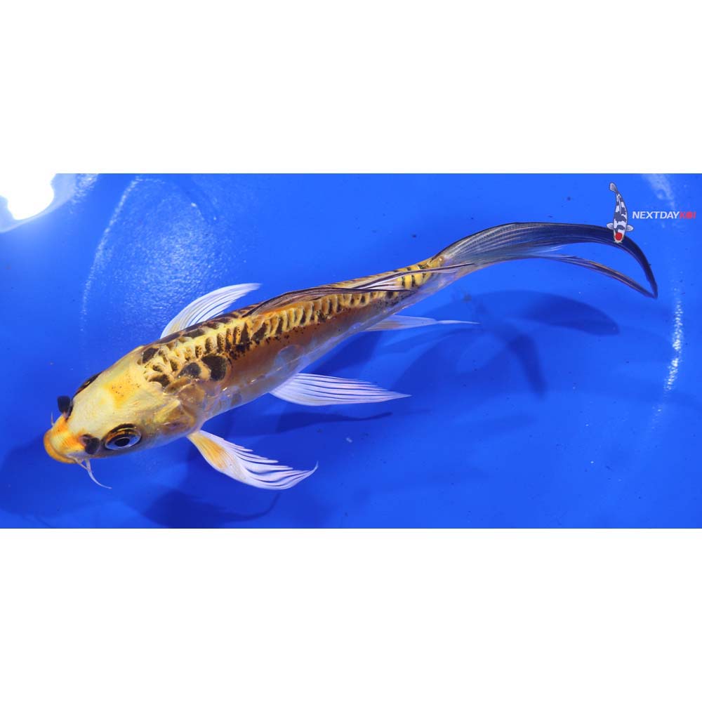 6” Imported Doitsu Ki Matsuba Butterfly Koi