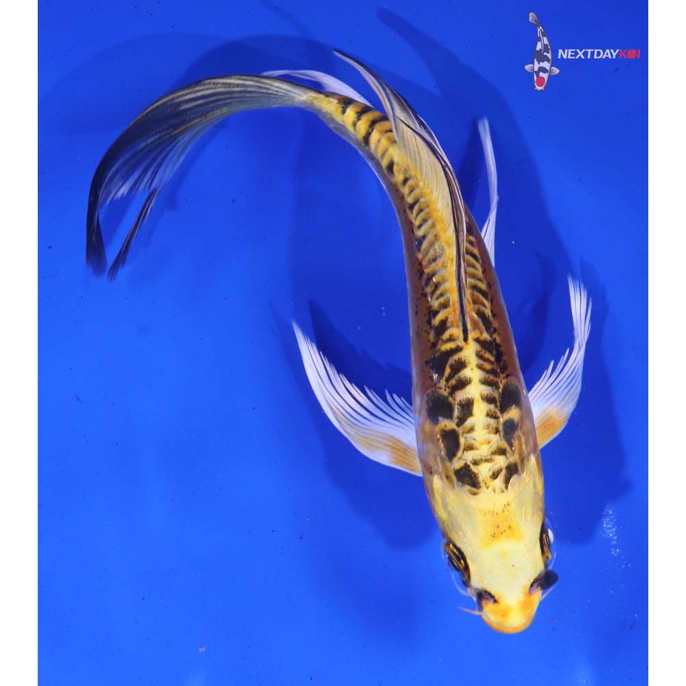 6” Imported Doitsu Ki Matsuba Butterfly Koi