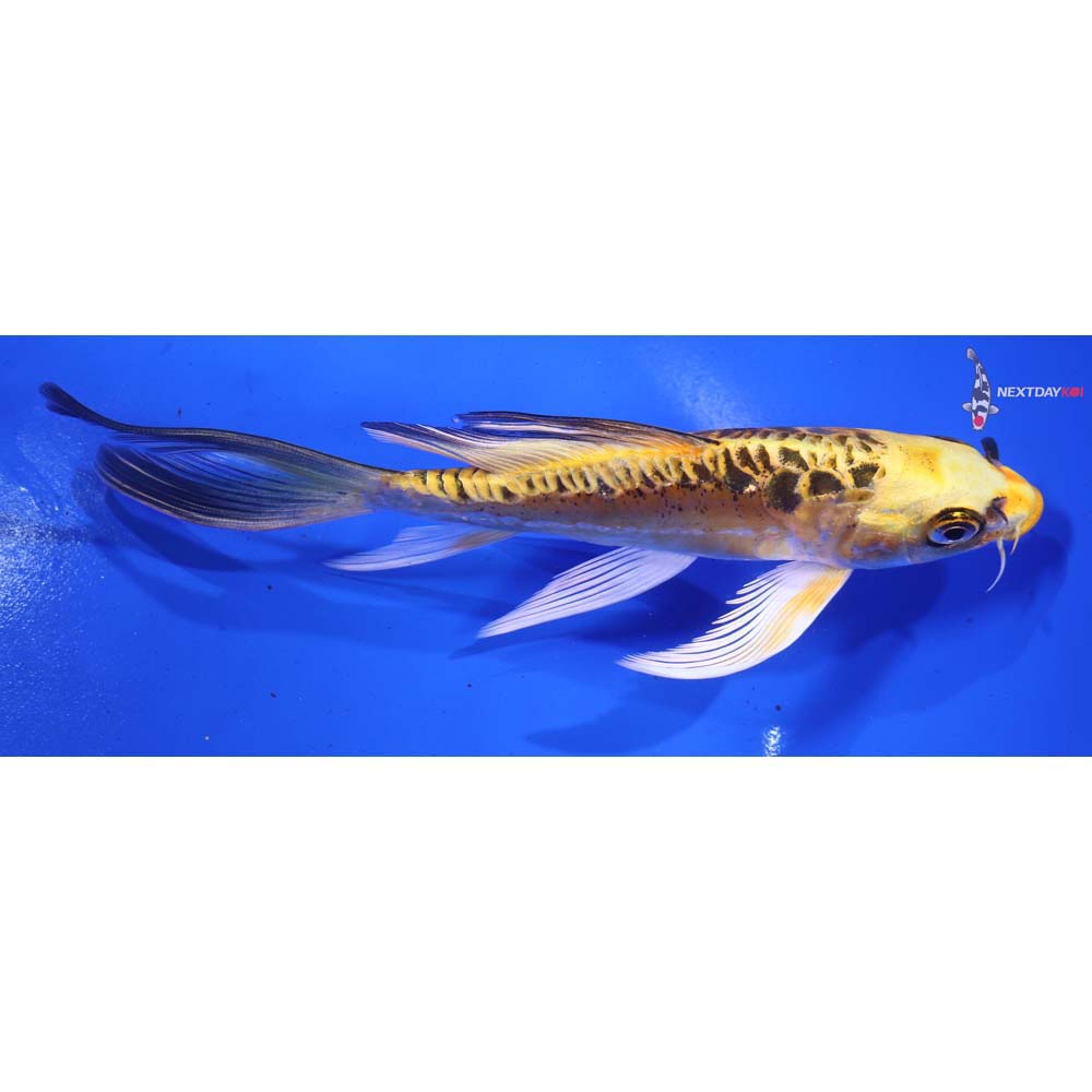 6” Imported Doitsu Ki Matsuba Butterfly Koi
