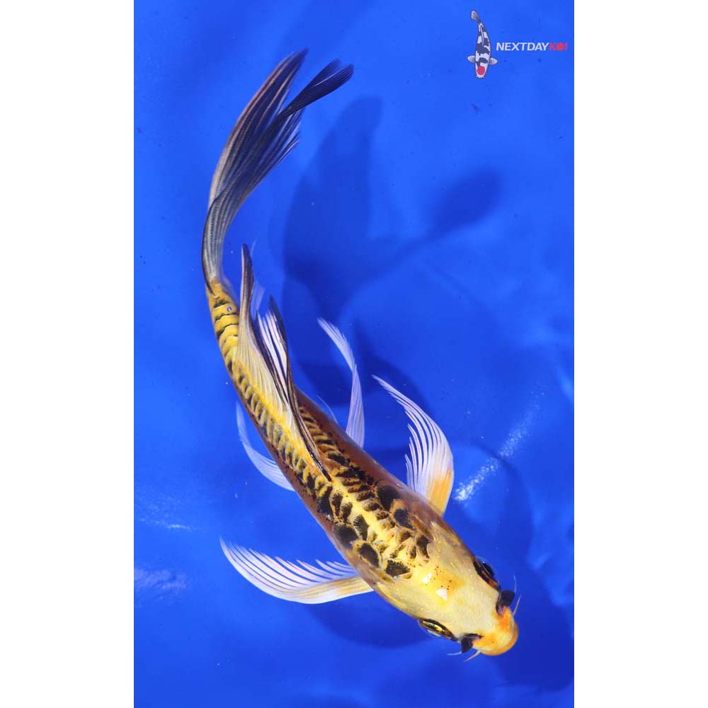 6” Imported Doitsu Ki Matsuba Butterfly Koi