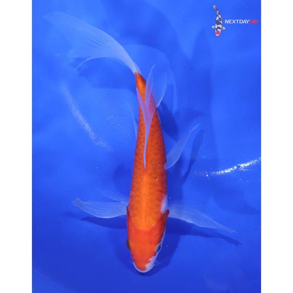 6” Imported Armor Scaled Kohaku Butterfly Koi