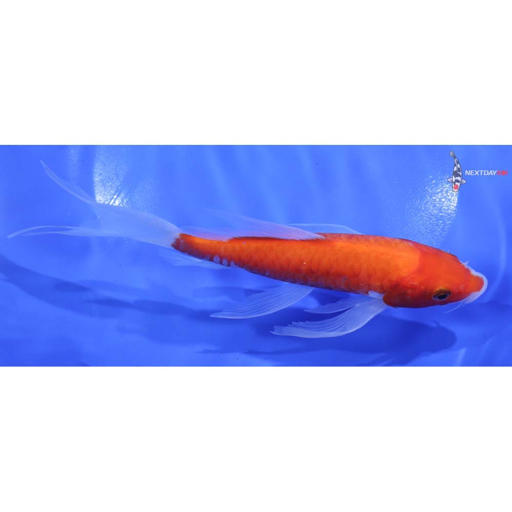 6” Imported Armor Scaled Kohaku Butterfly Koi