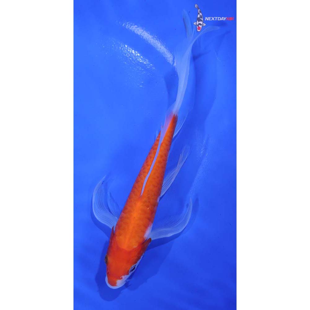 6” Imported Armor Scaled Kohaku Butterfly Koi