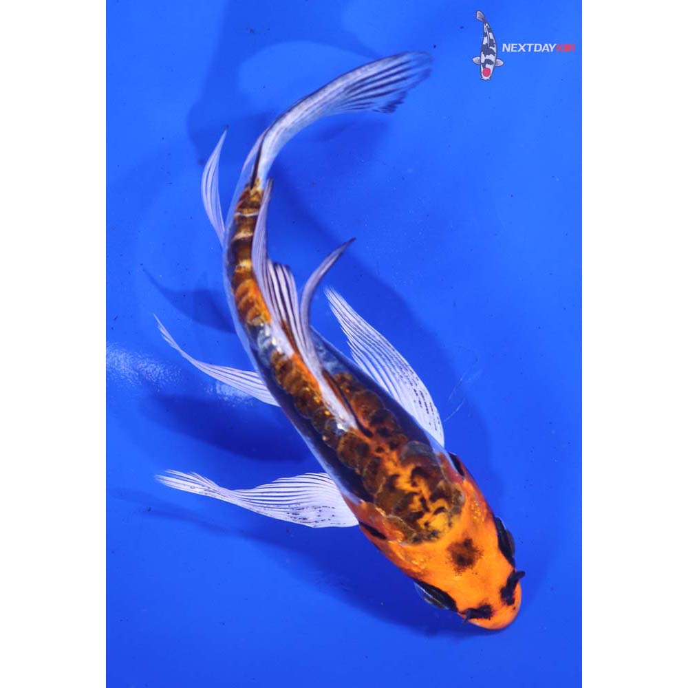 5” Imported Kin Kikokuryu Butterfly Koi