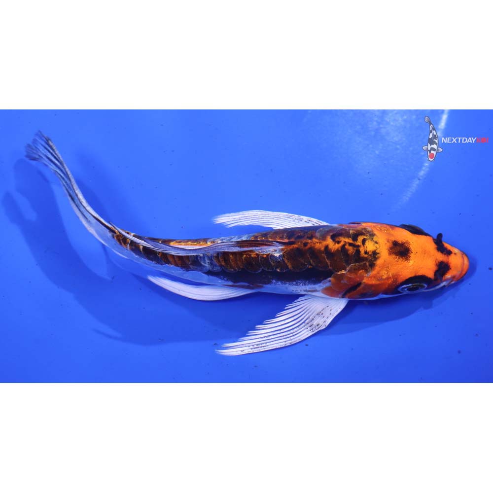 5” Imported Kin Kikokuryu Butterfly Koi