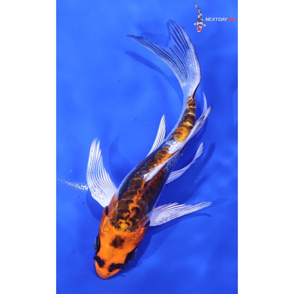 5” Imported Kin Kikokuryu Butterfly Koi