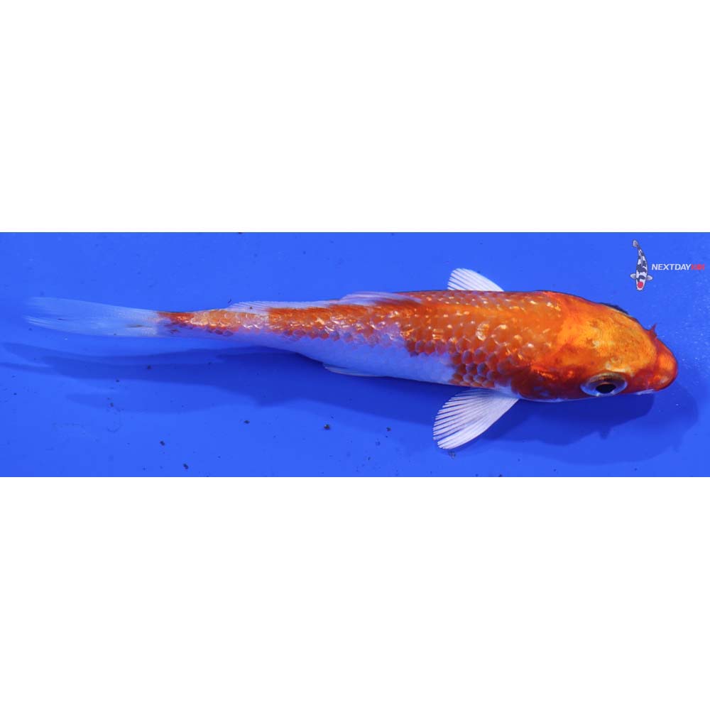 3.5” Imported Gin Rin Hariwake