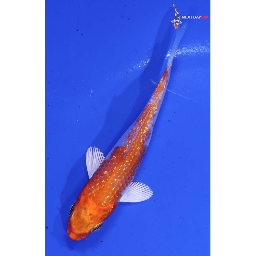 3.5” Imported Gin Rin Hariwake