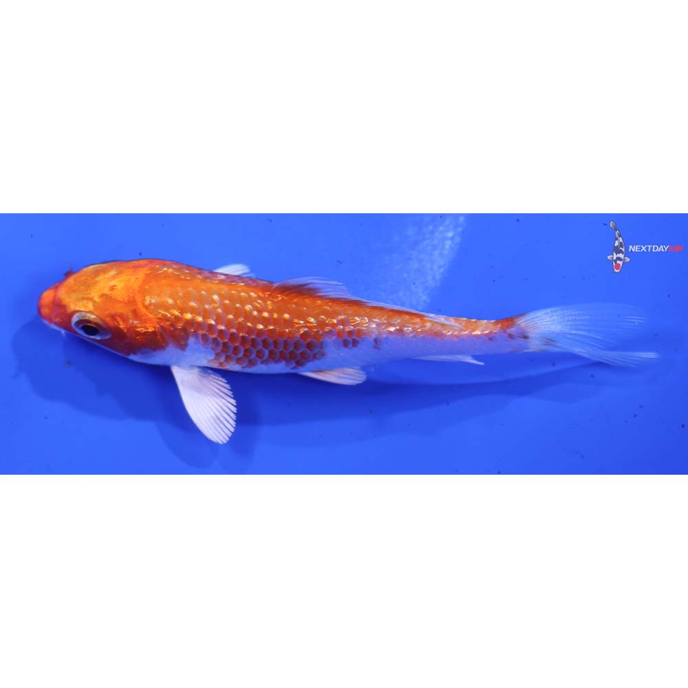 3.5” Imported Gin Rin Hariwake