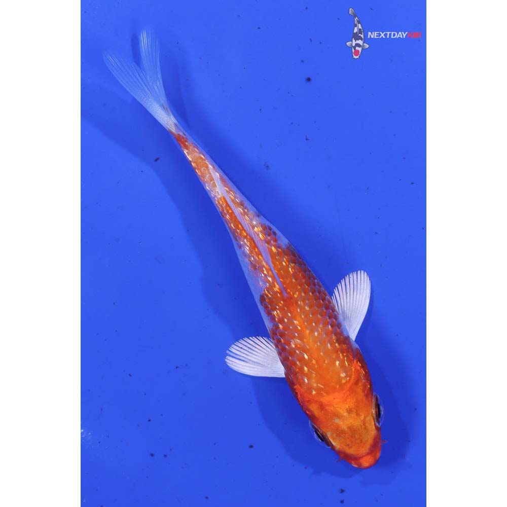 3.5” Imported Gin Rin Hariwake