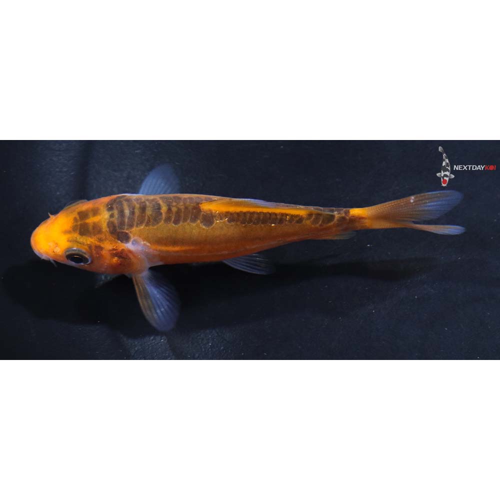 3” Imported Hana Shusui