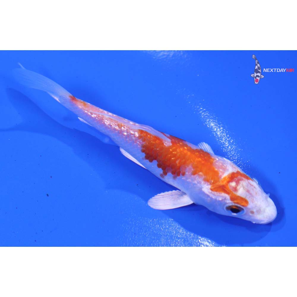 3.5” Imported Gin Rin Hariwake