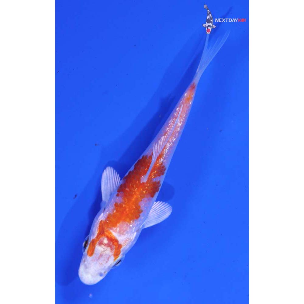 3.5” Imported Gin Rin Hariwake