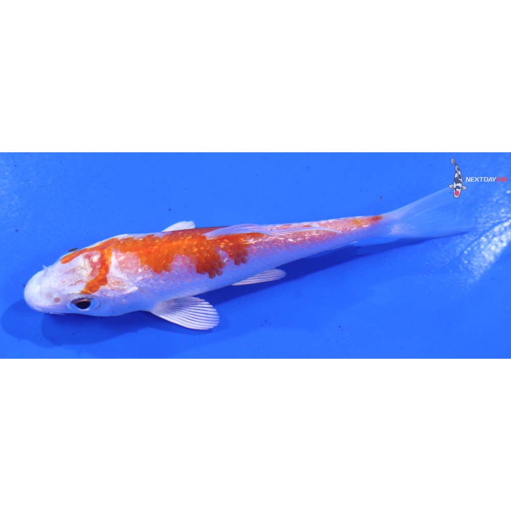 3.5” Imported Gin Rin Hariwake