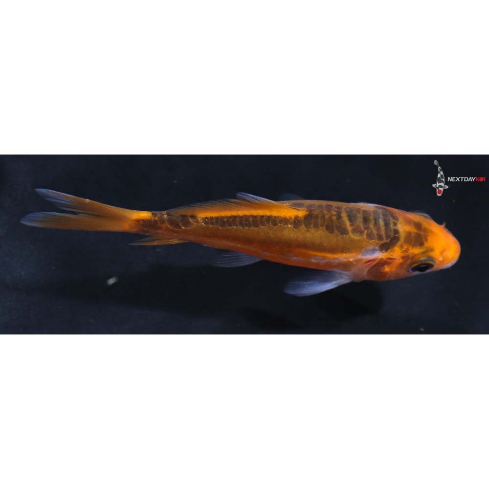 3” Imported Hana Shusui