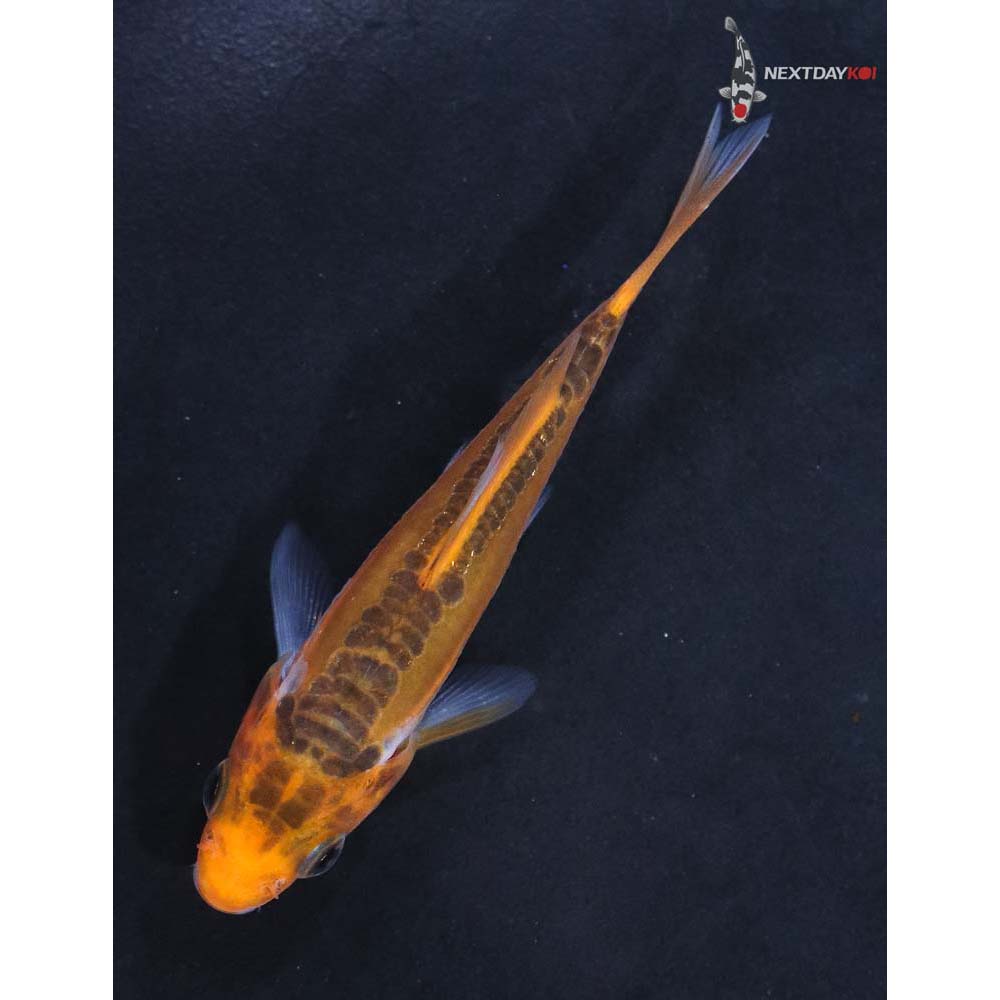 3” Imported Hana Shusui