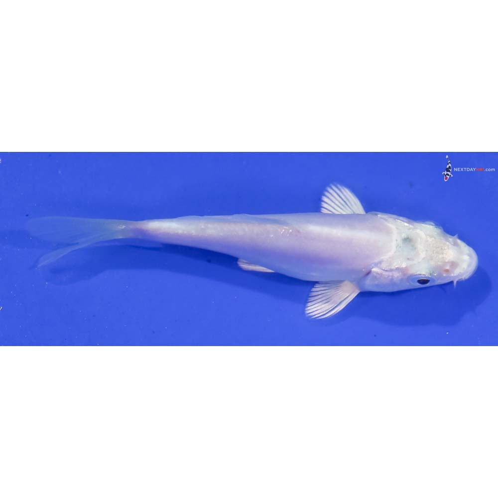 3” Imported Doitsu Platinum Ogon