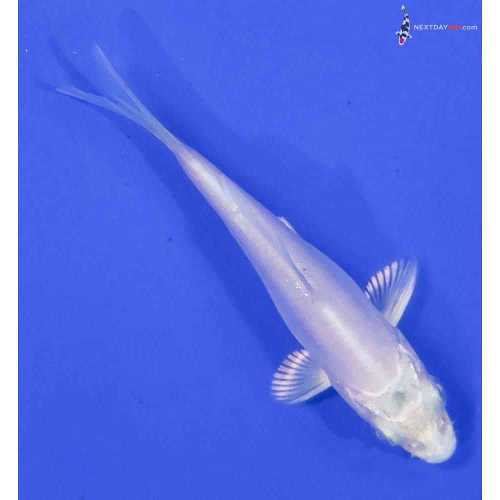 3” Imported Doitsu Platinum Ogon