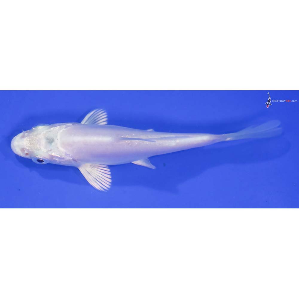 3” Imported Doitsu Platinum Ogon