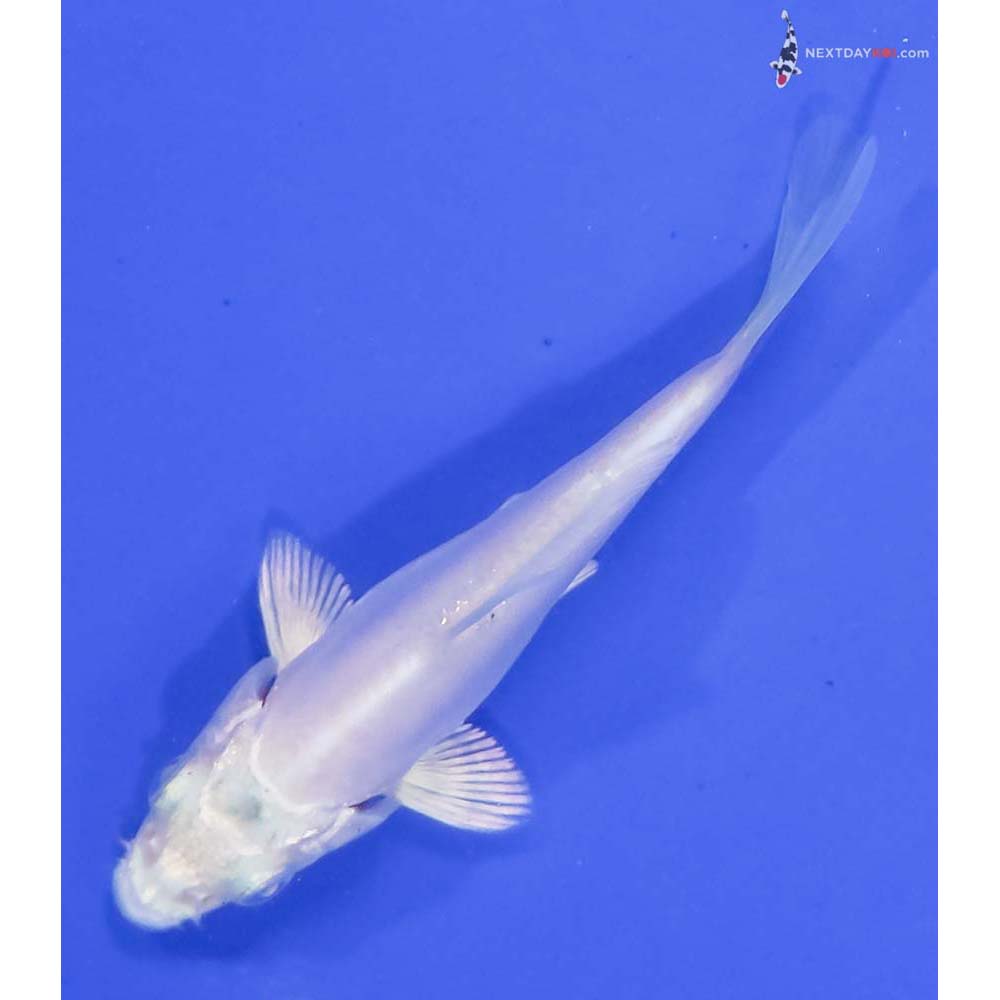 3” Imported Doitsu Platinum Ogon