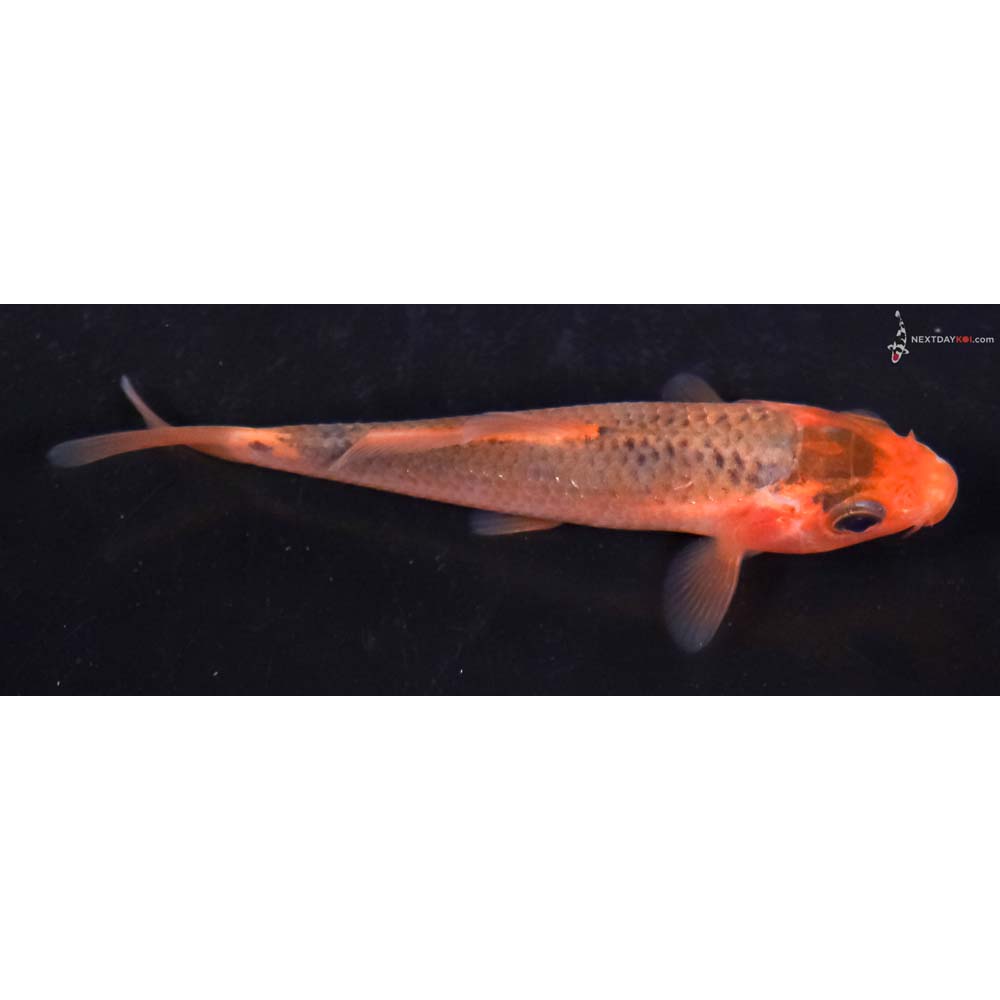 3.5” Imported Hi Asagi