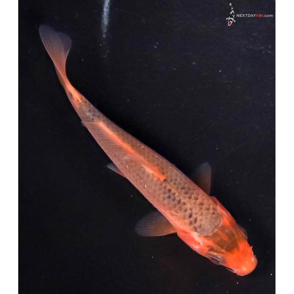 3.5” Imported Hi Asagi