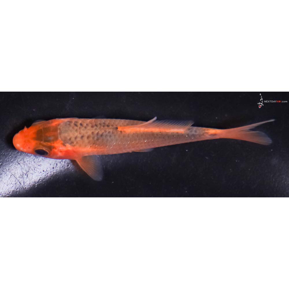 3.5” Imported Hi Asagi