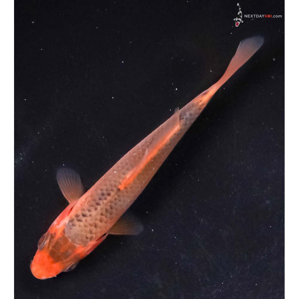 3.5” Imported Hi Asagi