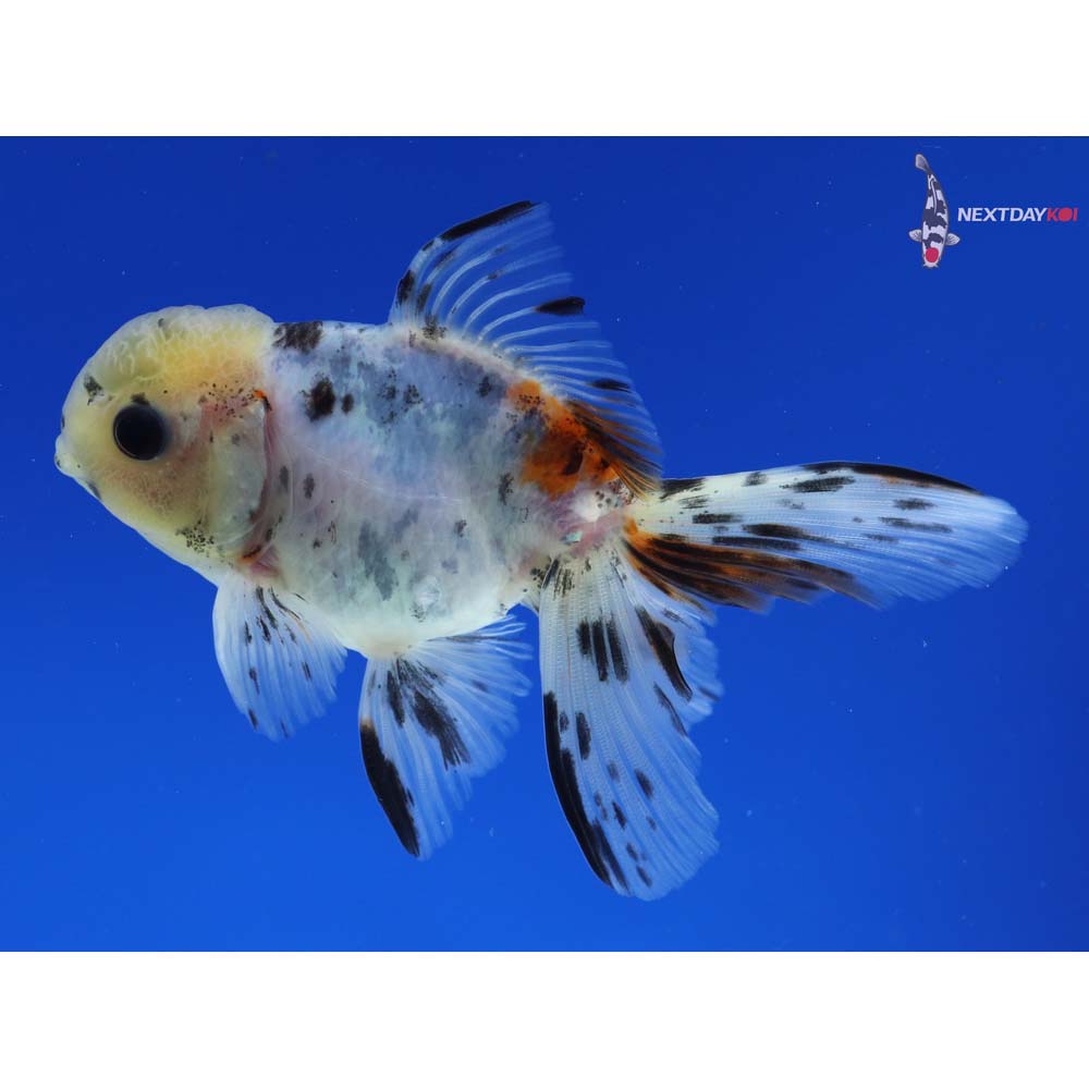 4” Imported Male Calico Oranda