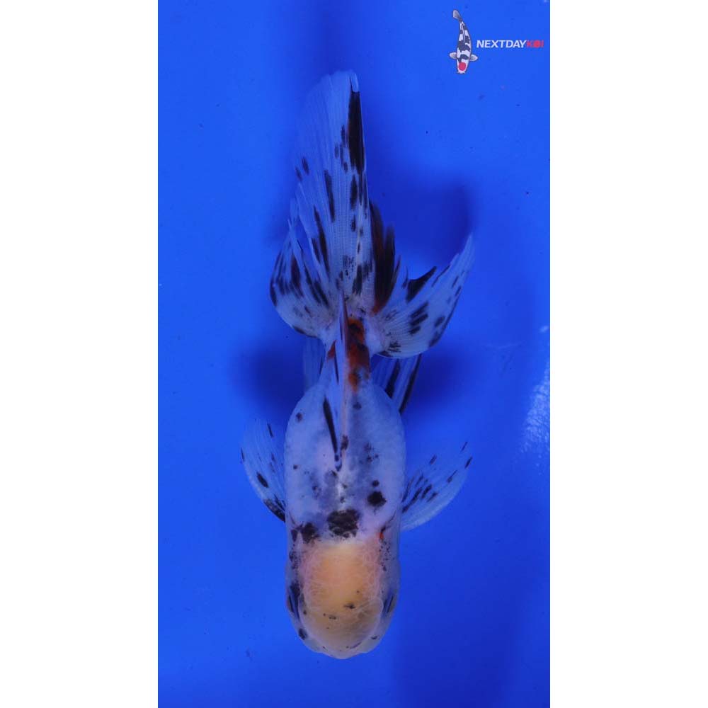 4” Imported Male Calico Oranda
