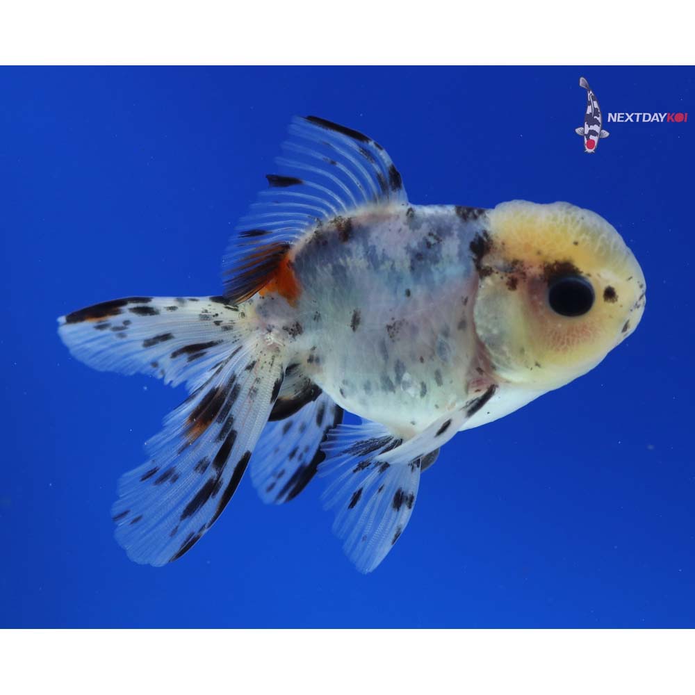 4” Imported Male Calico Oranda