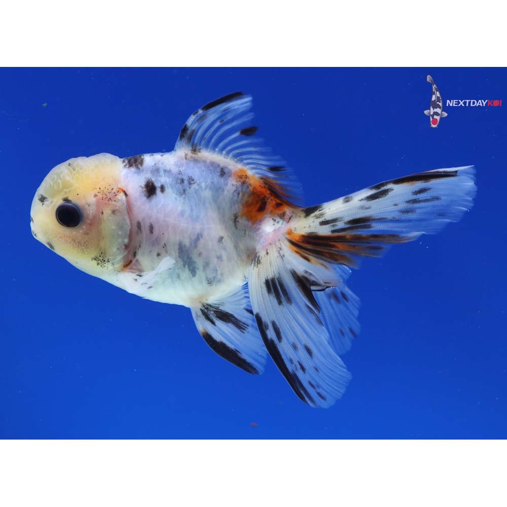 4” Imported Male Calico Oranda