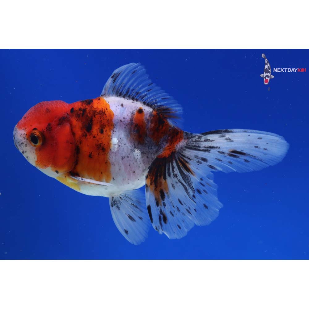 4.5” Imported Calico Oranda
