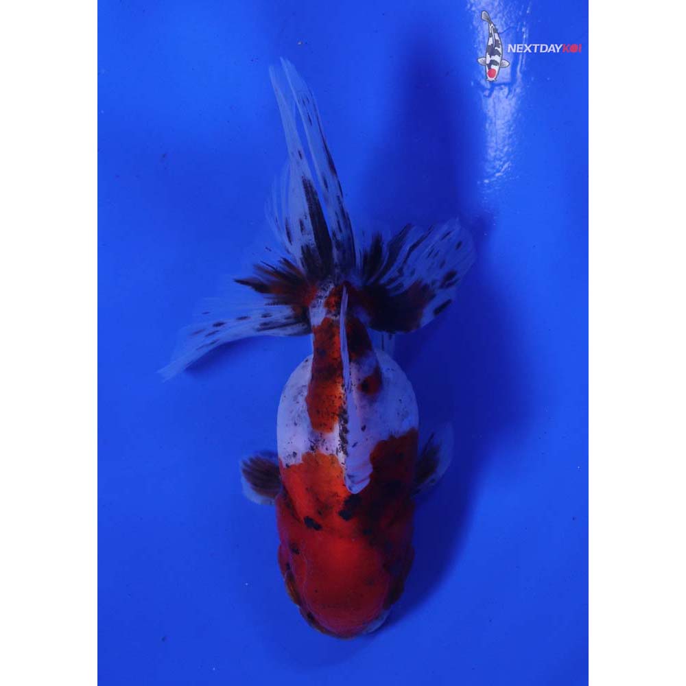 4.5” Imported Calico Oranda