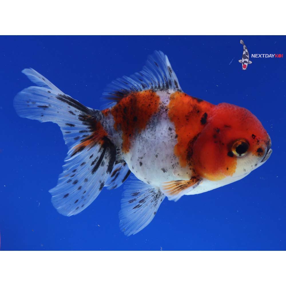 4.5” Imported Calico Oranda