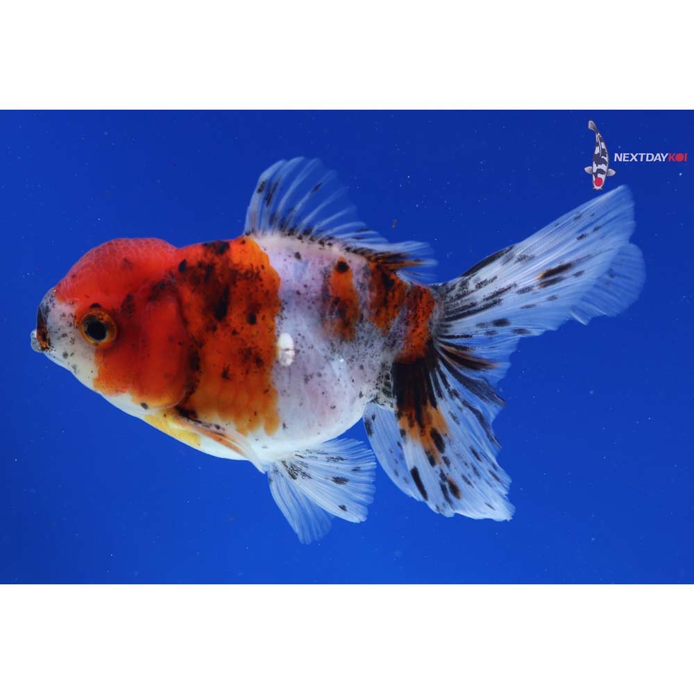 4.5” Imported Calico Oranda