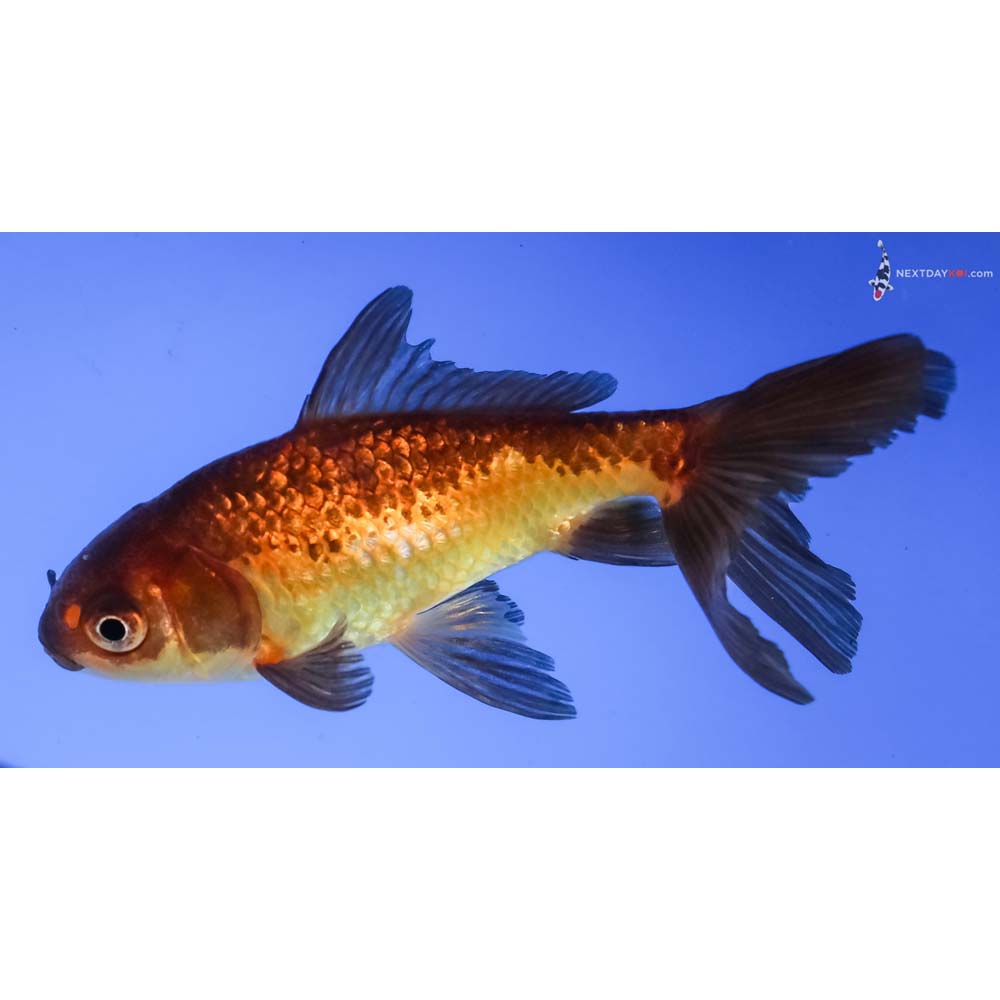 4” Imported Yellow and Black Wakin